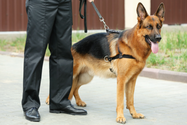 security-guard-dog-service